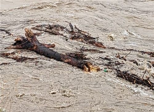 Viel Schwemmgut muss in den nächsten Tagen am und aus dem Inn beseitigt werden. Foto Hoffmann
