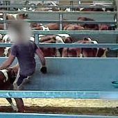 Schwere Vorwürfe gegen Zuchtverband