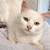 Kater Flocke sucht ein Zuhause