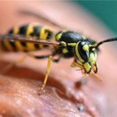 Wespen und Hornissen sind lästig – aber harmlos