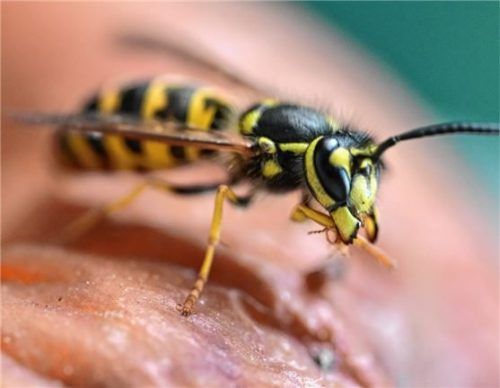 Wespen und Hornissen sind besonders geschützt .Foto dpa