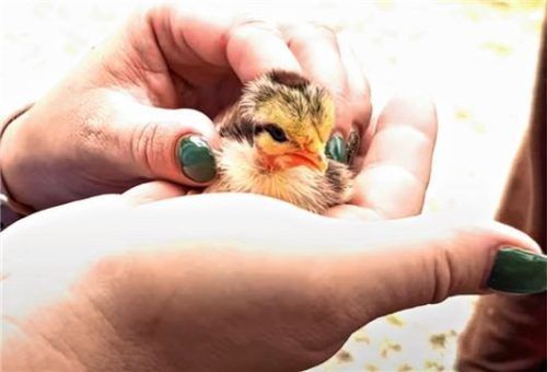 Winzig klein: Ein ganz frisch geschlüpftes Nackthals-Küken.