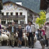 Ein filmreifer Almabtrieb