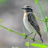 Abstimmung für den Vogel des Jahres