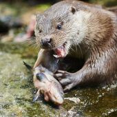 Der Feind im Teich