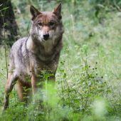 Bundesumweltministerin: Wolfsabschuss soll leichter werden