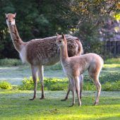 Nachwuchs und Neuzugang
