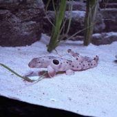 Stadtwerke: 21 neue Elektrobusse Radtour durchs Münchner Nachtleben Hai-Nachwuchs im Sea Life