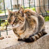 Tierschützer fordern Kastrationspflicht für Katzen