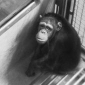 Die Labor-Affen von Gänserndorf