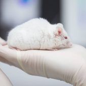 Mit Affen wird auch heute noch geforscht