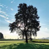 Ein einsamer Riese in der Sonne