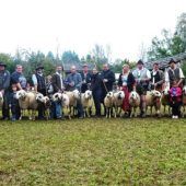 Brillenschafe im Bauernhausmuseum