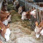 Tiergerecht füttern und Zeit sparen