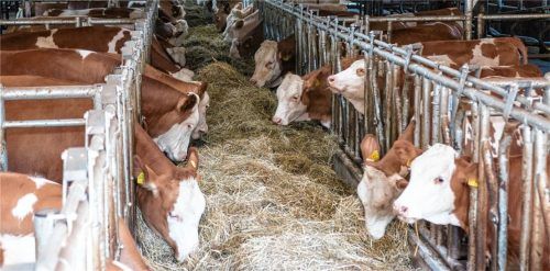 Das Futter ist für die Tiere optimal erreichbar, es gibt keinen Lärm, Staub oder Abgase. Futterreste werden automatisch abtransportiert.