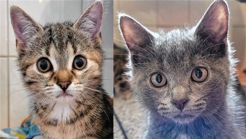 Das Katzenpärchen Maja und Matti wartet darauf, die Welt und ihr neues Zuhause zu entdecken. Foto re