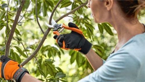 Den großen Schnitt sollte man ab Oktober einplanen. Foto stihl