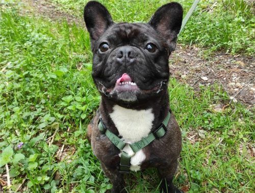 Der fast dreijährige Yoda möchte wieder ausgiebig Spazieren gehen. Foto Tierschutzverein Rosenheim