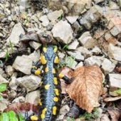 Besserer Schutz für Schwanzlurche