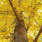 Blattgold im Herbst