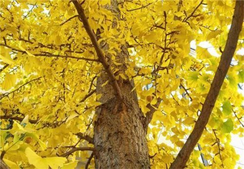 Die fächerförmigen Blätter des Gingko präsentieren sich in einem kräftigen Gelb. Foto BGL