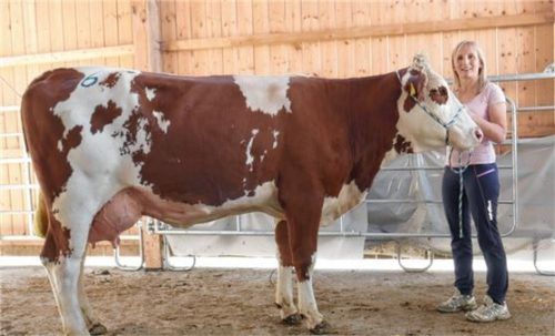 Gabriele Schnaiter aus Pettendorf bei Marquartstein bietet Immer wieder hervorragende Jungkühe, gereiht in Wertklasse eins, am Zuchtviehmarkt an.Foto re