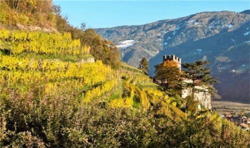 Im Herbst lässt die tief stehende Sonne die Weinberge strahlen und im Tal kommt frischer Traubenmost auf den Tisch. Foto DJD/IDM Südtirol/Frieder Blickle