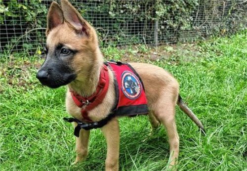 Klein Tessa muss in ihre Kenndecke erst noch reinwachsen. Aber die ersten spielerischen Übungen meistert die zwölf Wochen alte belgische Schäferhündin schon gut. Foto Ammelburger