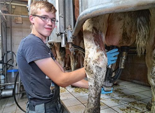 Milchviehbetriebe prägen die Landwirtschaft in der Region. Unser Bild zeigt Landwirtschaftslehrling Georg Summerer aus Rohrdorf beim Melken einer Kuh auf dem Hof der Familie Kunert in Ellmosen bei Bad Aibling.Foto Hadersbeck
