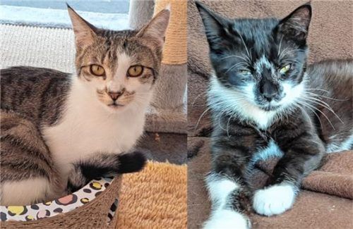 Nach einer harten Anfangszeit hoffen die beiden Katzen Ida (links) und Indigo (rechts) bald einen sicheren Zufluchtsort zu finden.Foto re