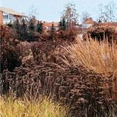 Stauden für den Herbstgarten