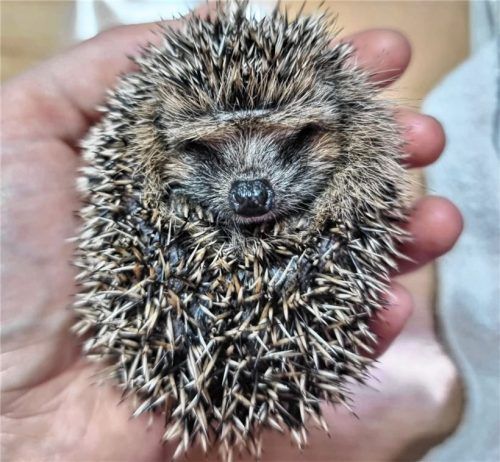 Wer im Herbst ein Igelbaby sieht, soll sich beim Verein „Igelfreunde Chiemsee“ melden. Die Mutter des Kleinen ist sehr wahrscheinlich nicht ins Nest zurückgekehrt. Foto re