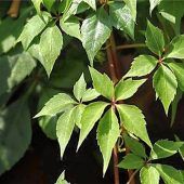 Fassadengrün an VHS und Stadtbibliothek