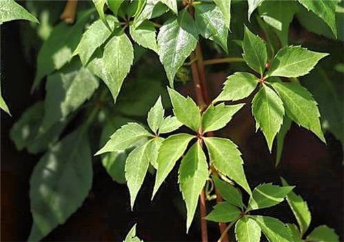 Wilder Wein soll künftig in der Stadt für ein besseres Klima sorgen.Foto re