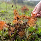 Trockene Sommer setzen Christbäumen zu