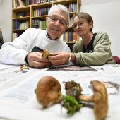 Endspurt für Bayerns Schwammerlsammler