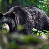 Erneut Bären in der Region gesichtet?