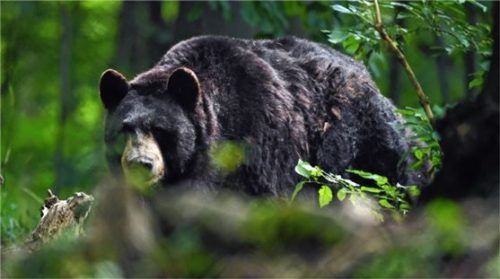 Beim Schwammerlsuchen beobachtete ein Mann aus Siegsdorf ein großes, schwarzes Tier. Er vermutet, dass es ein Bär gewesen sein könnte. Foto dpa