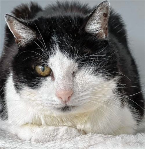 Die Europäische Kurzhaarkatze Frieda wird wegen ihres fehlenden Auges nur als Wohnungskatze vermittelt. Foto re