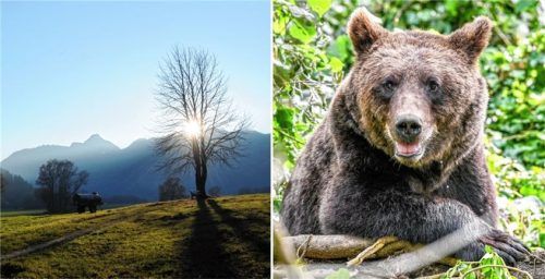 Ein idyllischer Blick auf die Berge in Schleching. Doch wird diese Idylle aktuell durch einen Bären gestört? So einer soll in Schleching gesichtet worden sein. Fotos dpa