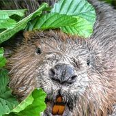 Biberjäger geht in eigene Falle