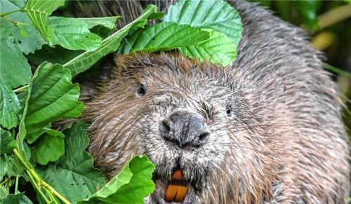 Ein Mann aus dem Landkreis Rosenheim stand vor dem Rosenheimer Amtsgericht, weil er illegal einen Biber jagte. Foto dpa