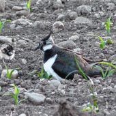 Kiebitz und Feldlerche sollen sich in der Region wieder wohler fühlen