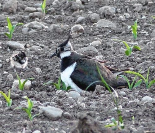 Kiebitzküken benötigen zum Überleben ausreichend Feuchtigkeit. Foto  Landratsamt Rosenheim