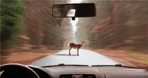 Kontrolliert bremsen statt Vollbremsung – das ist die Devise bei Kontakt mit Wild auf der Straße.