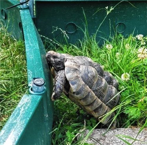 Schildkröte Freddy versucht, aus seinem Gehege auszubrechen. Foto RE