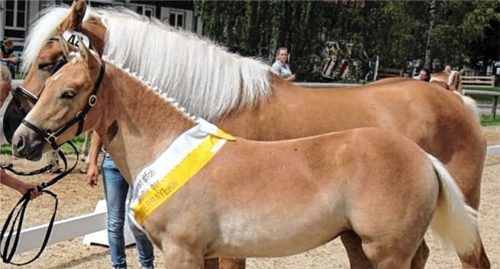 Stolz präsentieren sich Mutter „Granada G“ und ihr Fohlen „Ghana G“, das als Oberbayern-Sieger bei den Stuten des 16. Oberbayerischen Haflinger- und Edelbluthaflinger Championat hervorging. Foto  sTEFFENHAGEN