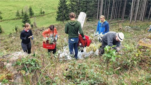 Unter Leitung von Förster Pascal Barz forsten die Mitglieder der DAV-Sektionen Rosenheim und Bergbund eine Fläche von 3000 Quadratmetern auf.Foto DAV