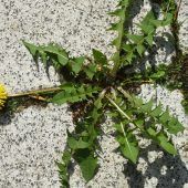 Weitere zehn Jahre Glyphosat