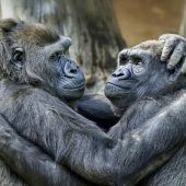 Freundlichkeit ist universell